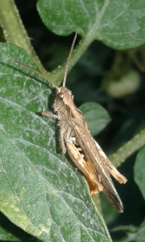 Chorthippus sp. (Acrididae)?  S, Chorthippus brunneum